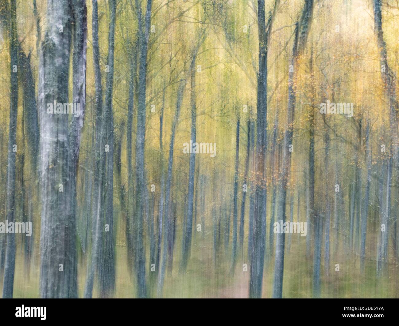 Craigellachie National Nature Reserve, Aviemore, Schottland, Herbstfarbe in Birkenwäldern Stockfoto