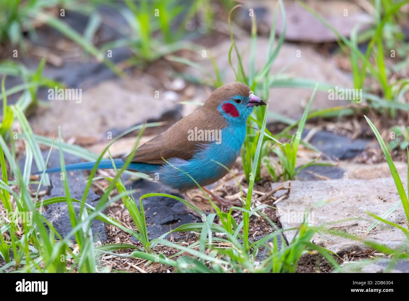 Vogel-Rotkehlige Kordonbleu,(Uraeginthus bengalus) kleiner Passiervogel in der Familie Estrildidae. Gondar, Äthiopien Afrika Safari Tierwelt Stockfoto