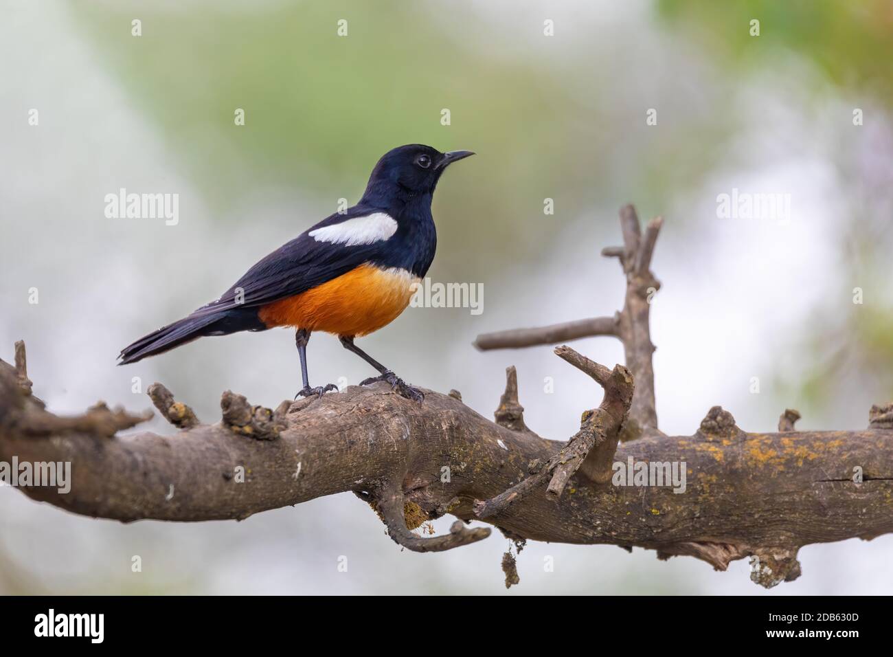 Mocking Cliff Chat auf Holz- Anmelden. Mocking cliff Chat, Thamnolaea cinnamomeiventrid, hocken auf Stein in Gondar, Äthiopien, Afrika wildlife Stockfoto
