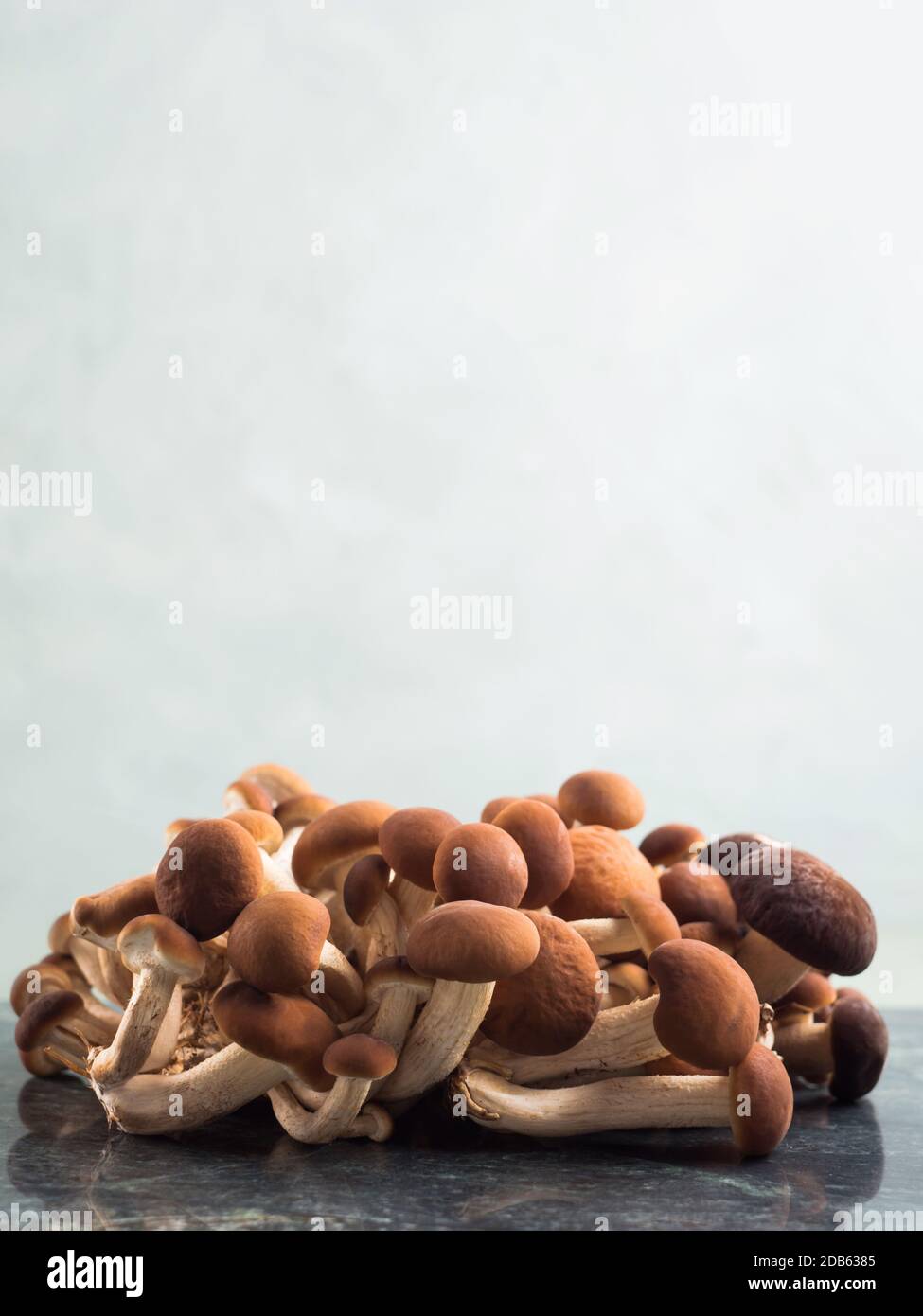 Pappelpilze Pholiota aegerita oder pioppini Stockfoto