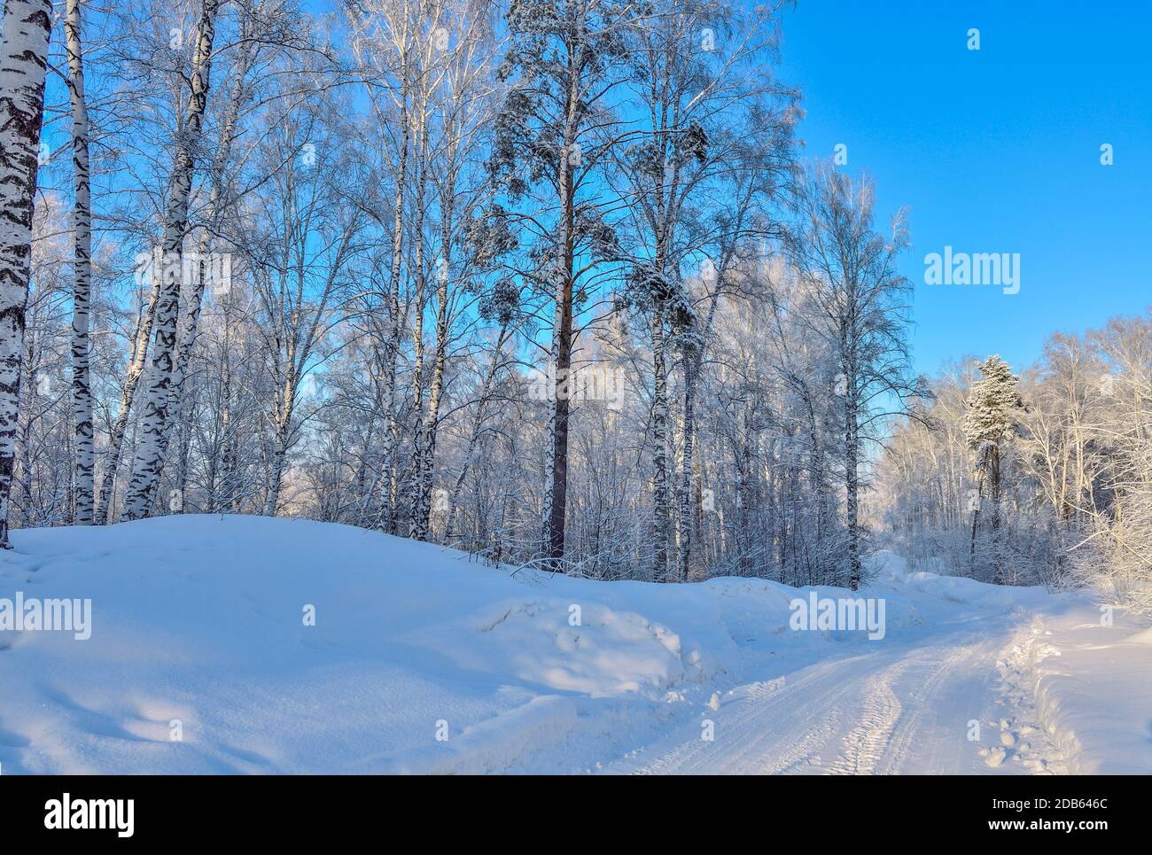 Verschneite Straße durch den gefrorenen Birkenwald mit Schneeverwehungen und Flauschige Reif bedeckte Bäume an hellen sonnigen Tag mit Blau Klarer Himmel - wunderschöne Sonnen Stockfoto