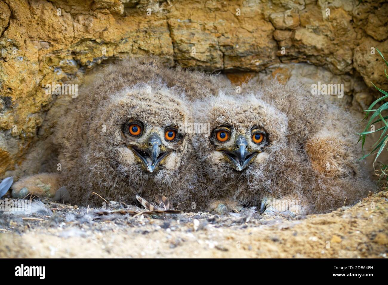 Süße eurasische Adler-Eule, Bubo-Bubo, Jungen, die sich unter Felsen von Klippen und mit der Kamera vor der Kamera verstecken. Kleine nächtliche Vögel, die Schnäbel auf dem Nest in der Natur öffnen Stockfoto
