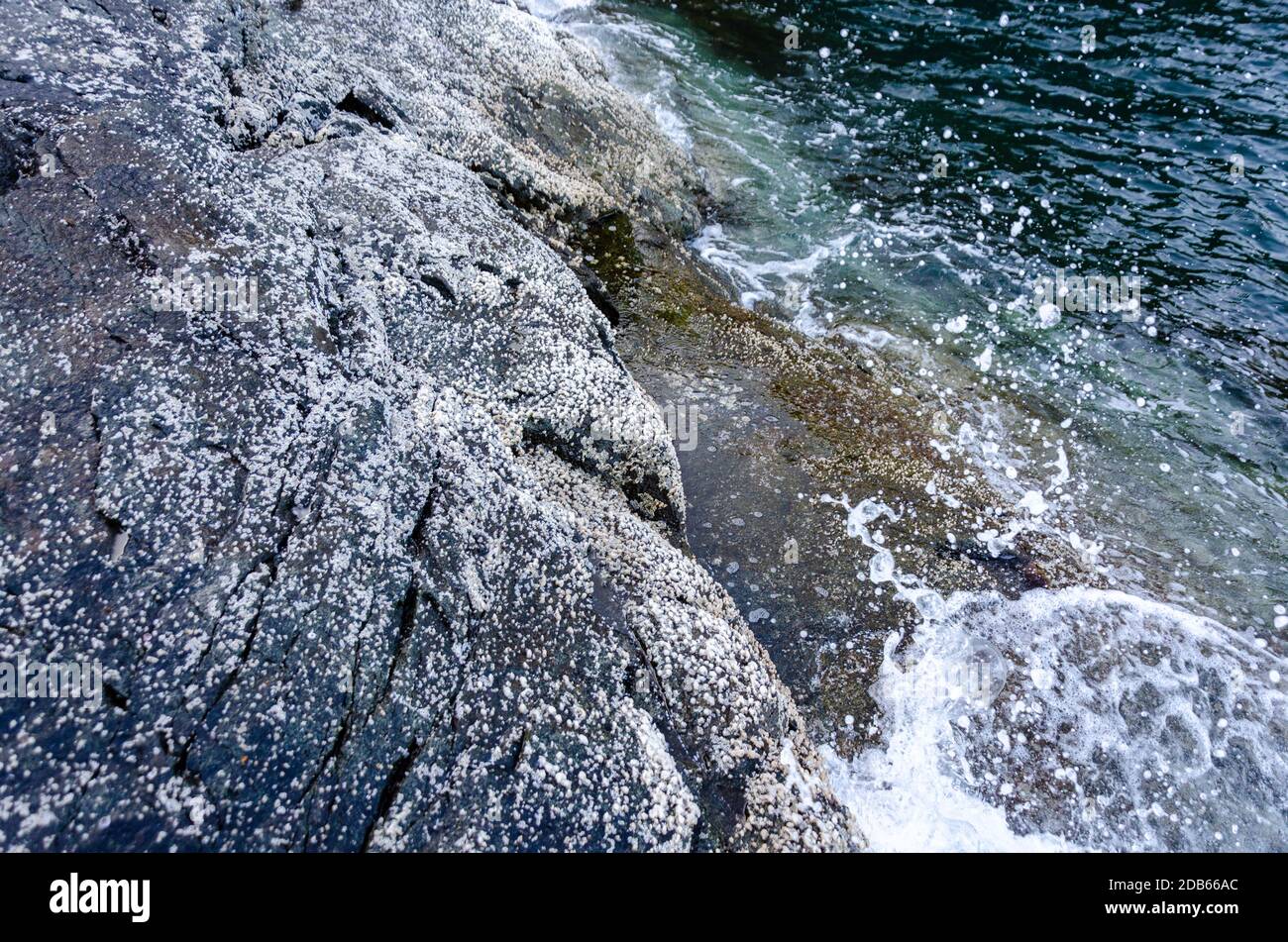 Weiße epilithische Kruste Lichen wächst auf Seaside Rocks in Cabo de Rama, Canacona, Goa, Indien Stockfoto