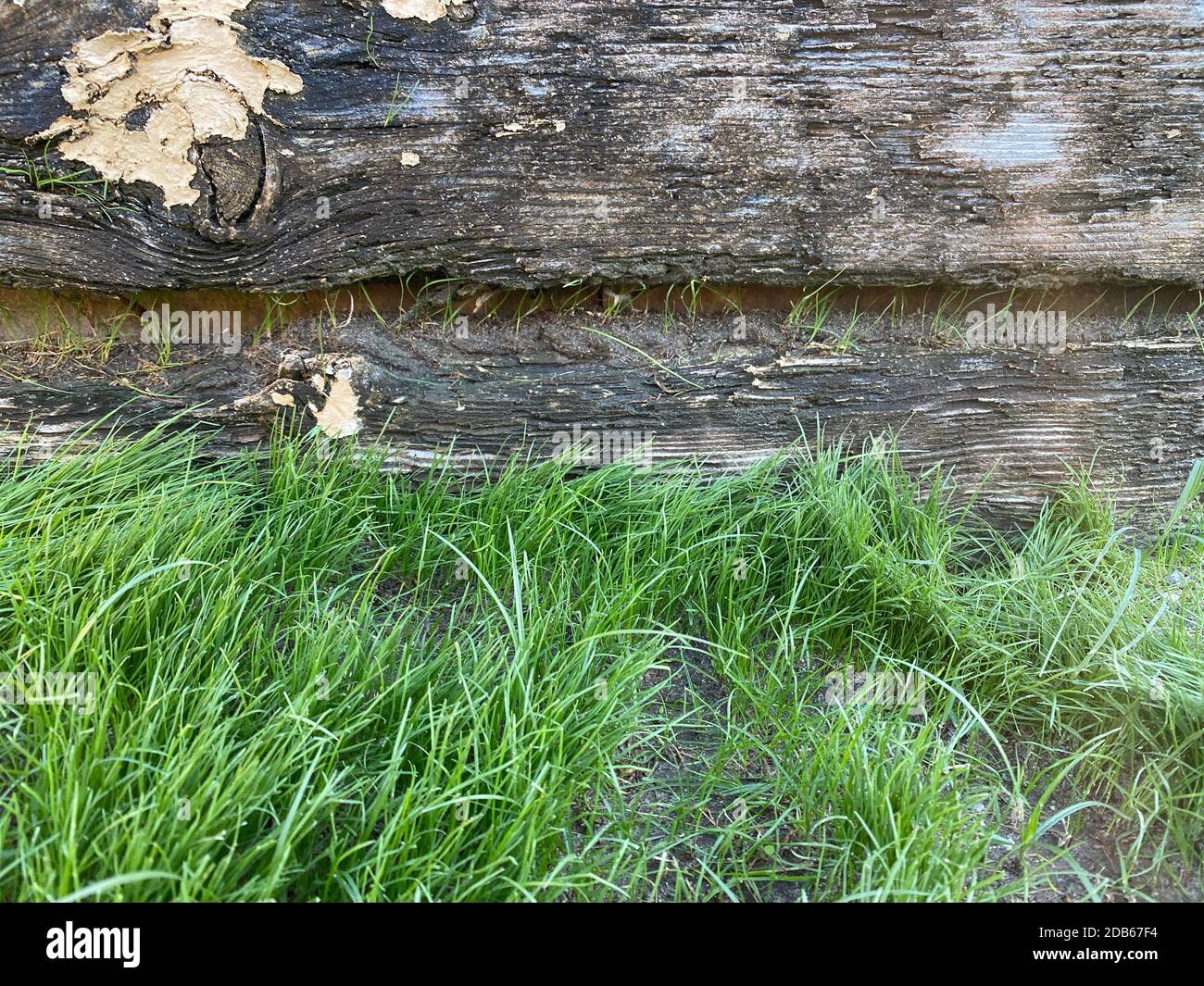 Ein heller, sonniger grüner Grasrand am Rand der alten Stallwand mit detaillierten Schatten und Highlights auf dem verwitterten Holz-Hartholz-Highli Stockfoto