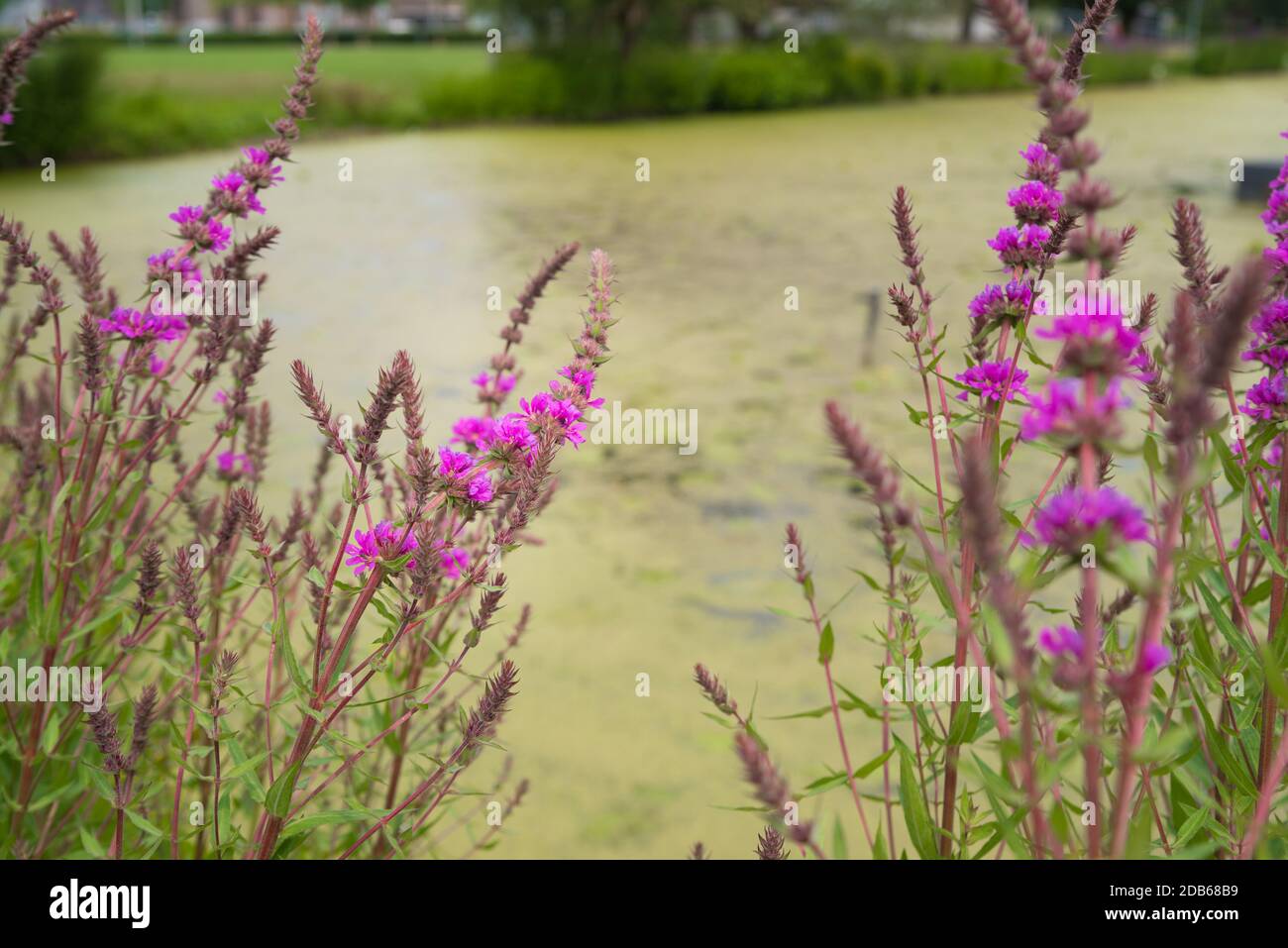 Rosa Blumen auf dem Feld. Lythrum salicaria (lila lockerestrife, stachelige lockere Estrife, lilafarbenes Lythrum). Wildblumen Stockfoto