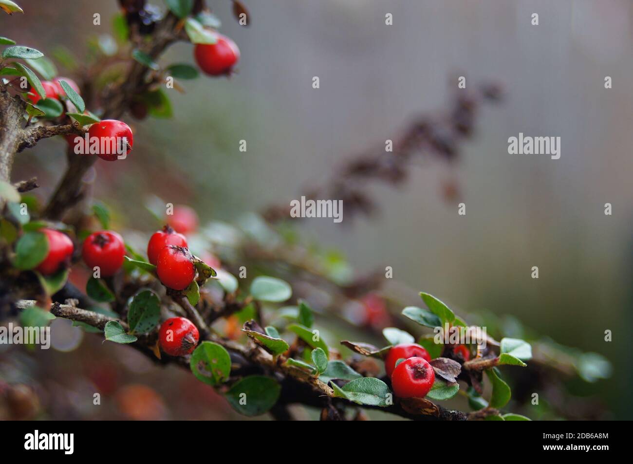 Nahaufnahme von roten Beeren einer Cotoneaster Franchetii - Evergreen Straub Stockfoto