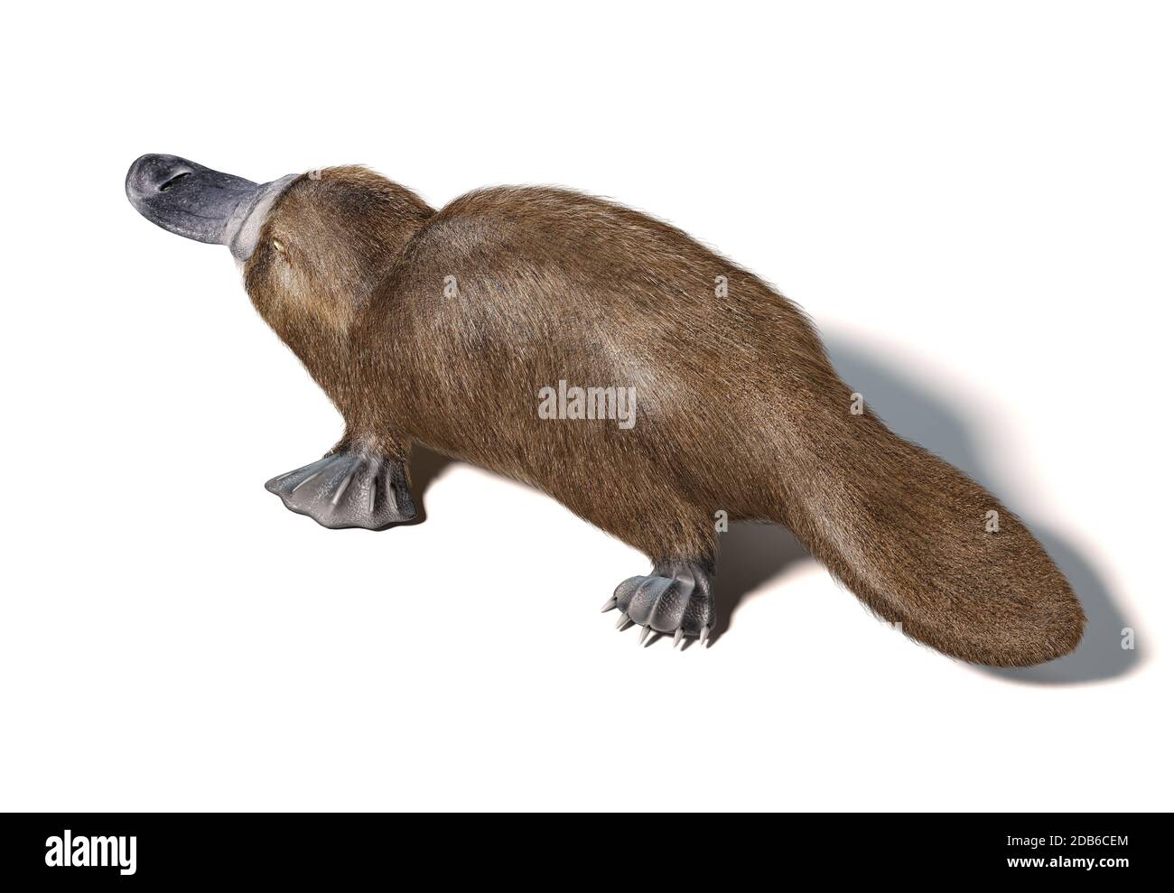 Semi-aquatische Säugetiere, im Osten Australiens heimisch. Von oben betrachtet. Auf weißem Hintergrund mit Schlagschatten. Stockfoto