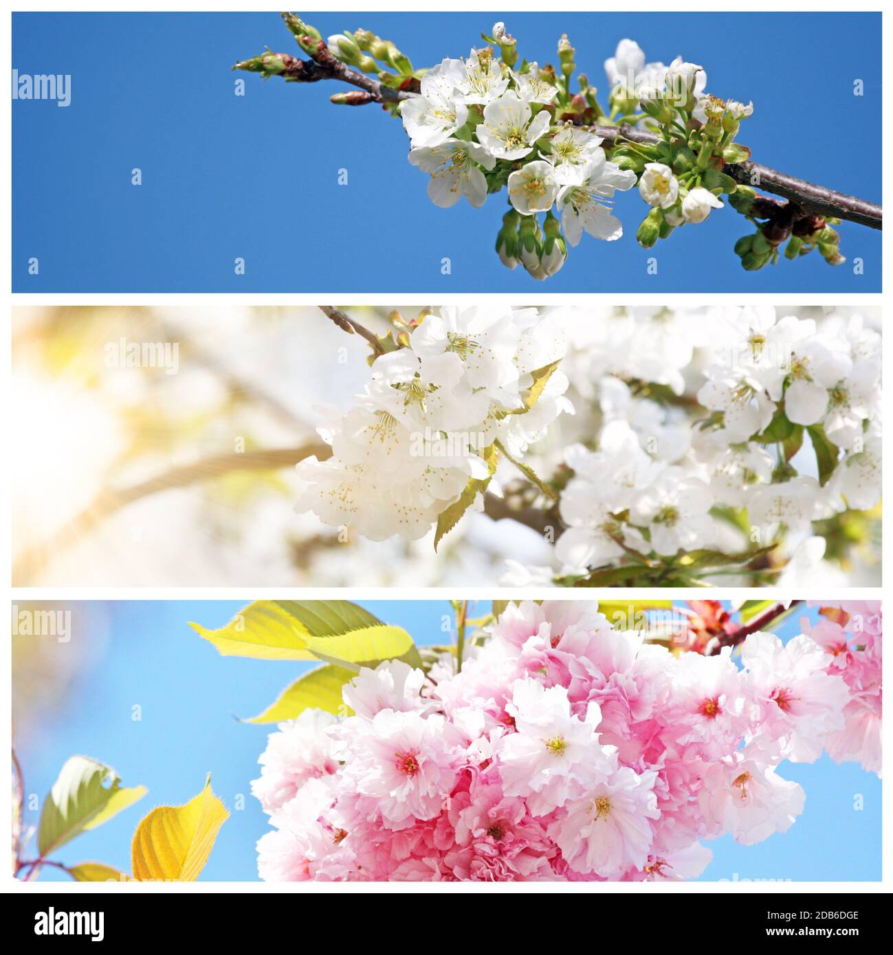 Weiße Blüte und grüne Blätter auf blauem Himmel Hintergrund. Stockfoto