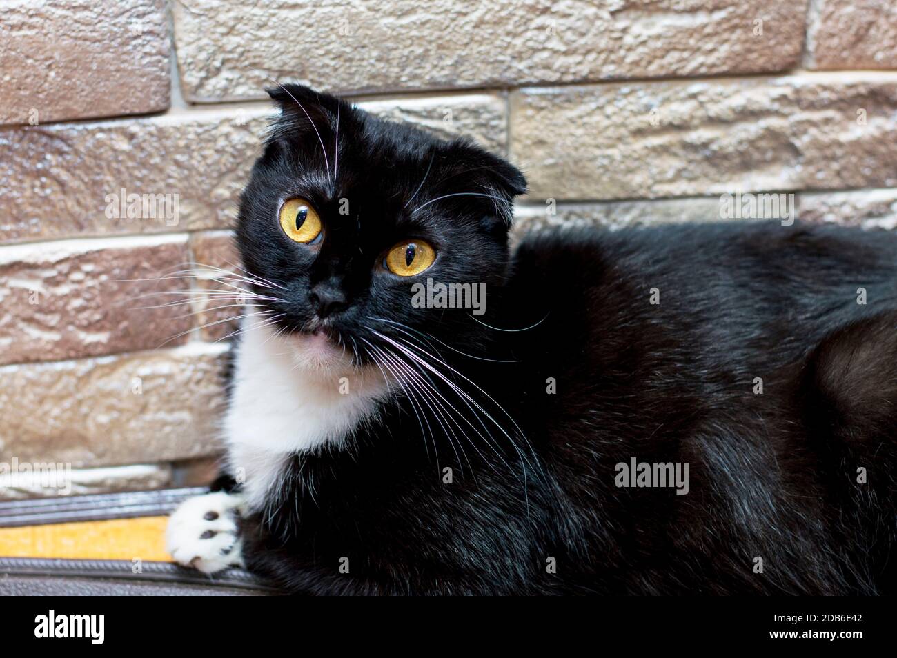 Porträt einer schwarzen schottischen Katze gegen die Wand, Thema Hauskatzen Stockfoto