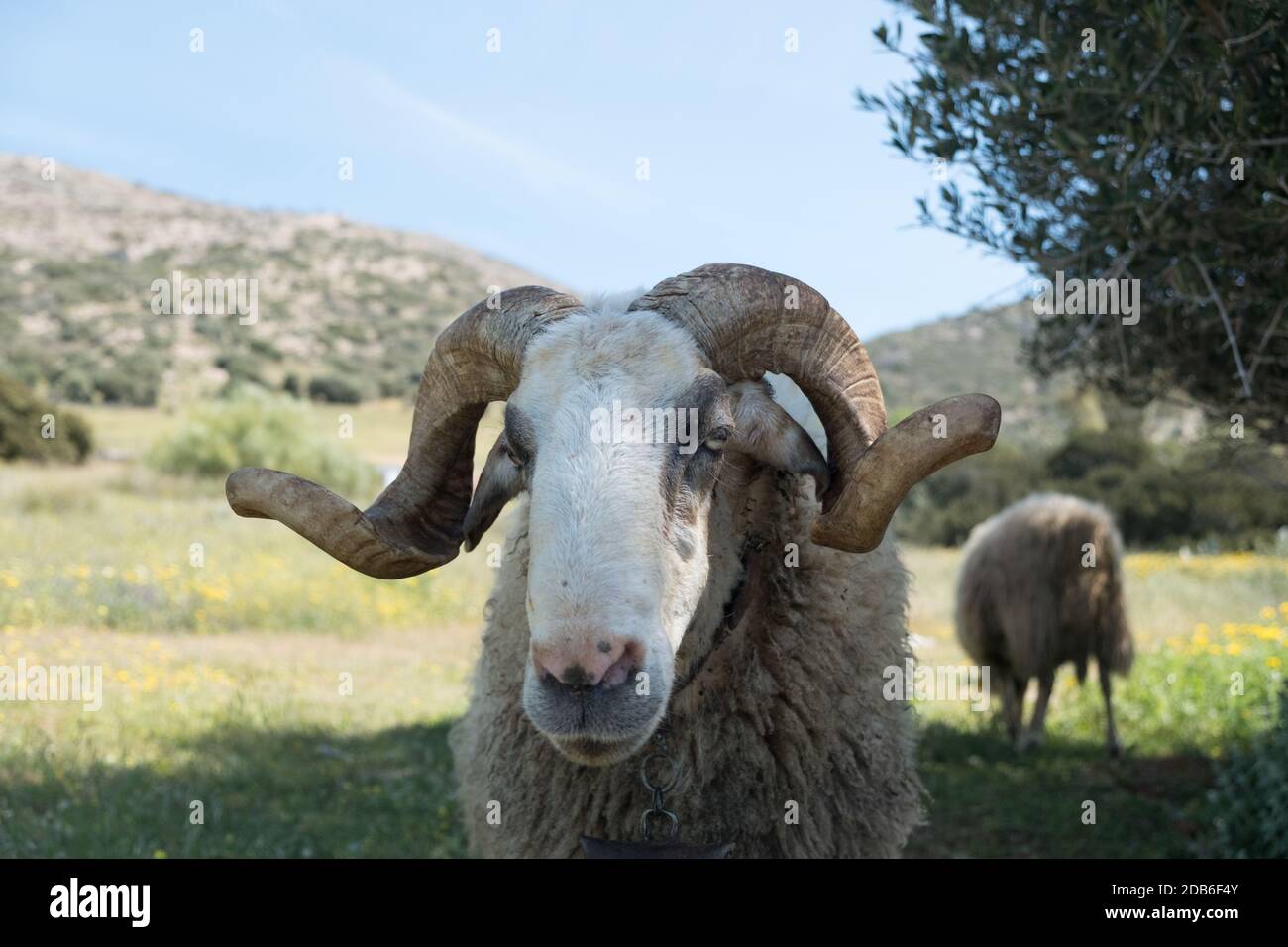 Männlich RAM gehörnte Berg Schafe im Frühjahr auf seinem Berg, Saronida, Ost Atticus, Griechenland, Europa. Stockfoto