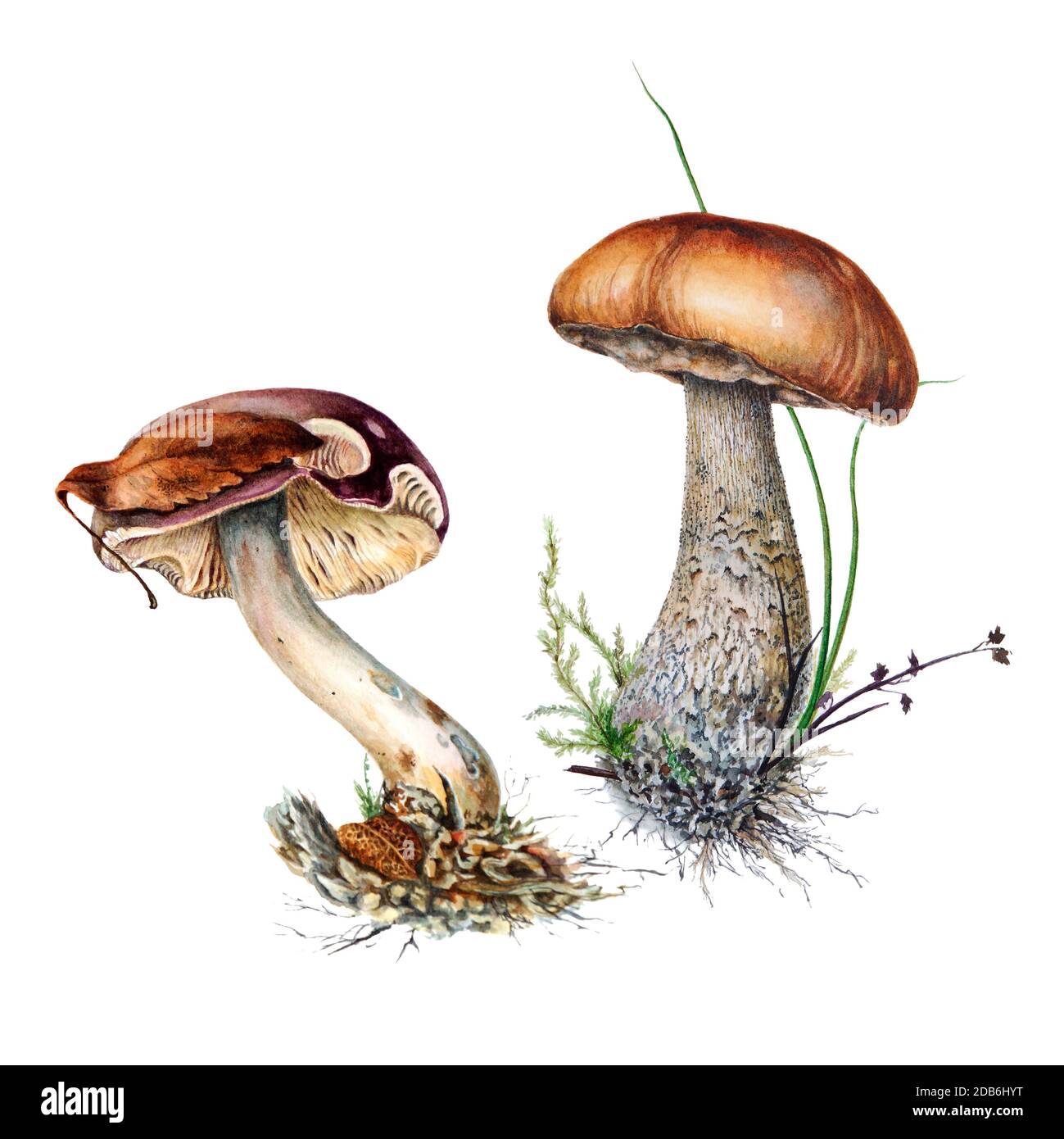 Eine Reihe von botanischen Aquarell-Illustrationen von Täubling-Pilzen und braunen Birkenpilzkappen in Gras isoliert auf weißem Hintergrund. Schönheit des Waldes. B Stockfoto