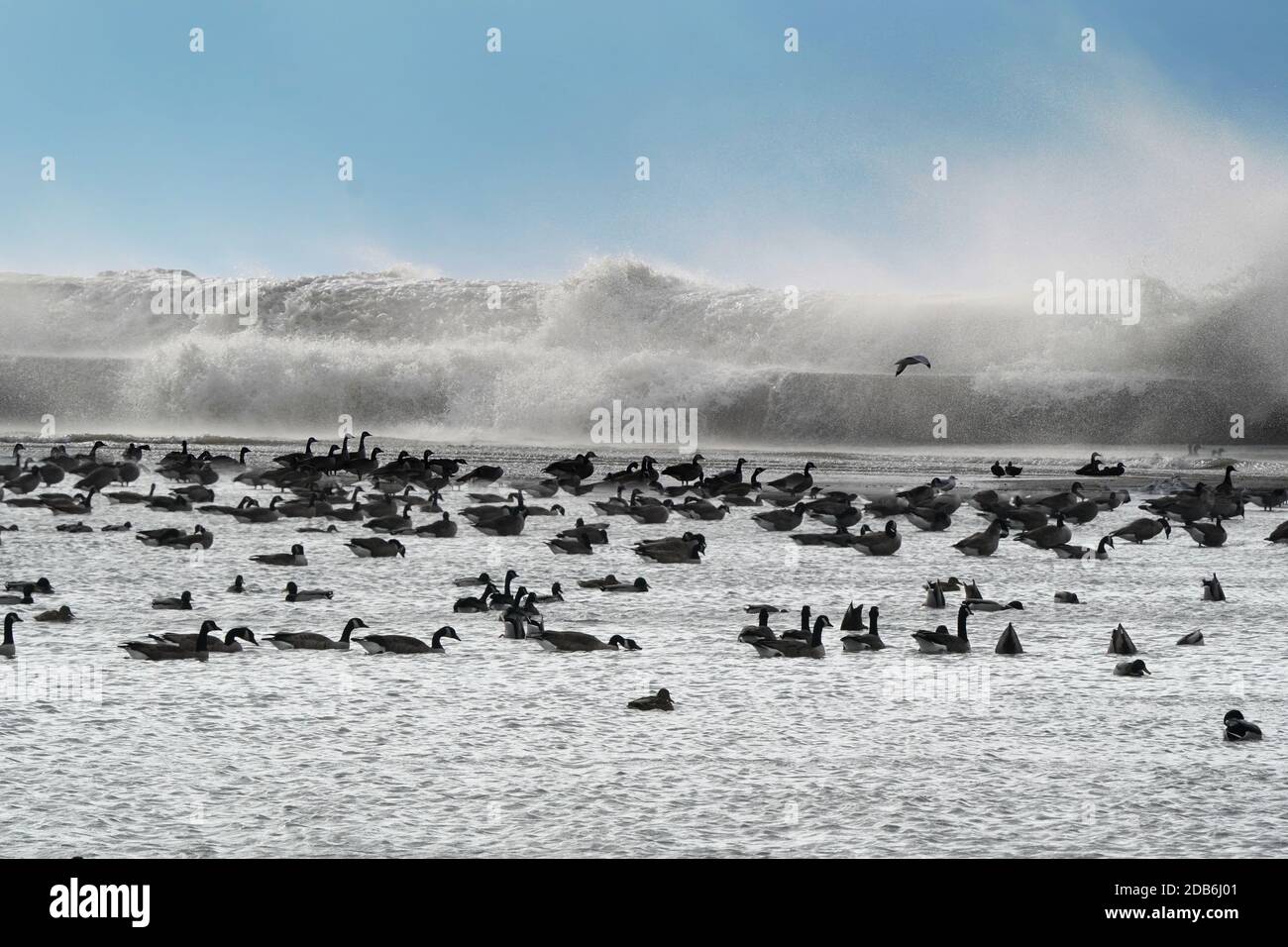 Kanadagänse mit Wellen, die über den Wellenbrecher brechen Stockfoto