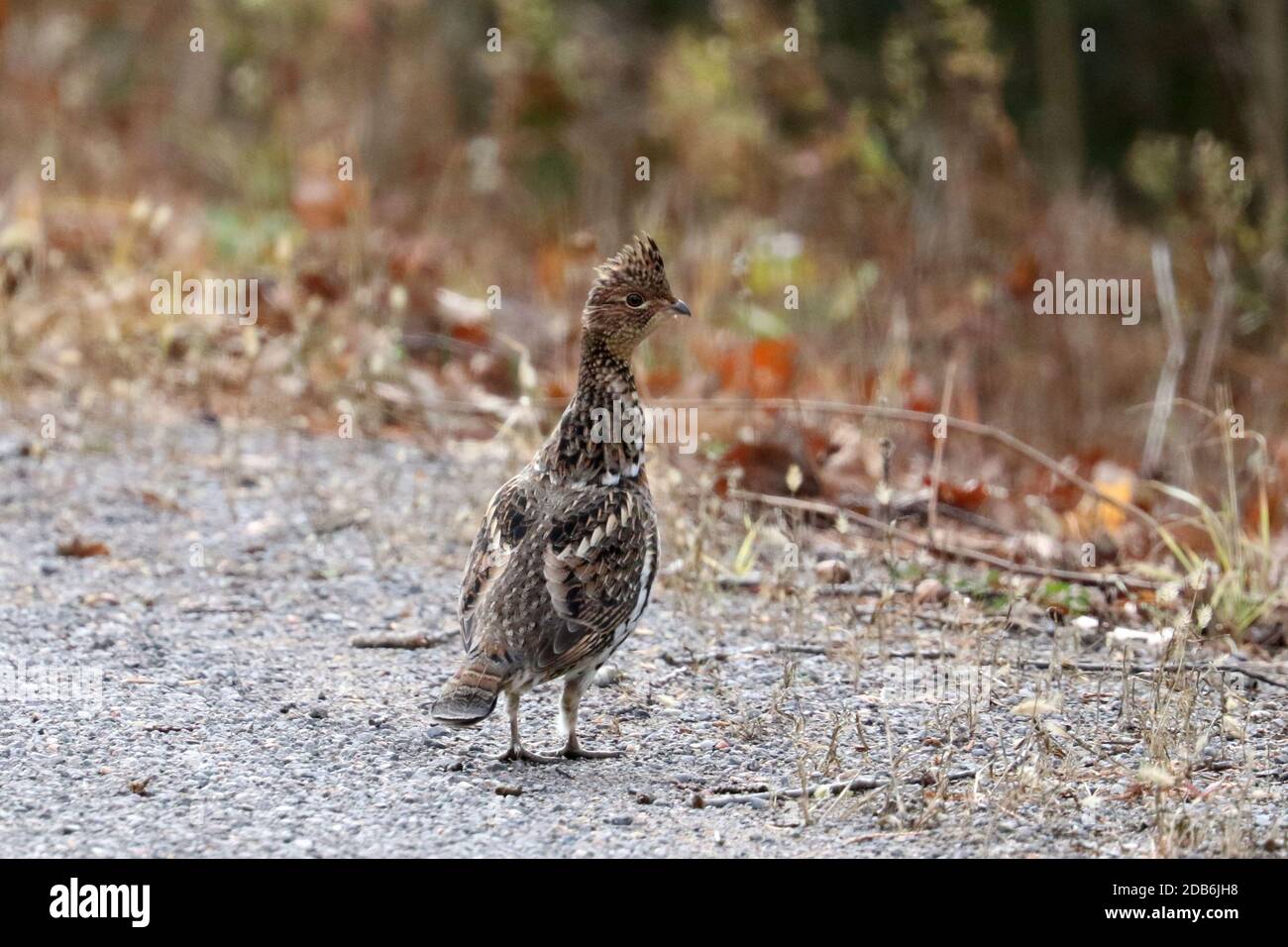 Ruffed Grouse Kreuzung Straße in den Wald Stockfoto