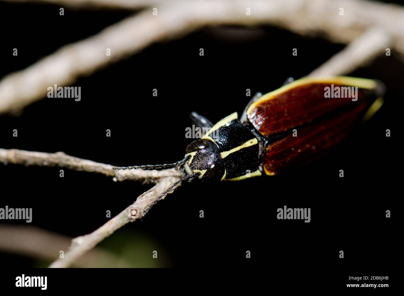 Beetle Epistomentis pictus auf einem Ast. Conguillio-Nationalpark. Region Araucania. Chile. Stockfoto
