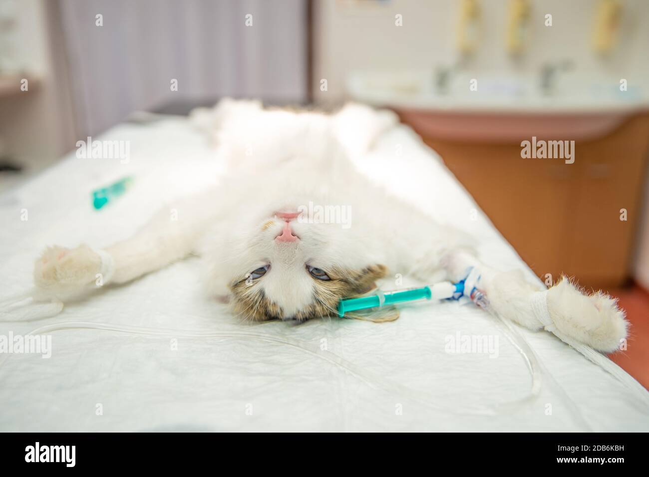 Schlafende Katze auf Operationstisch im Tierkrankenhaus. Stockfoto