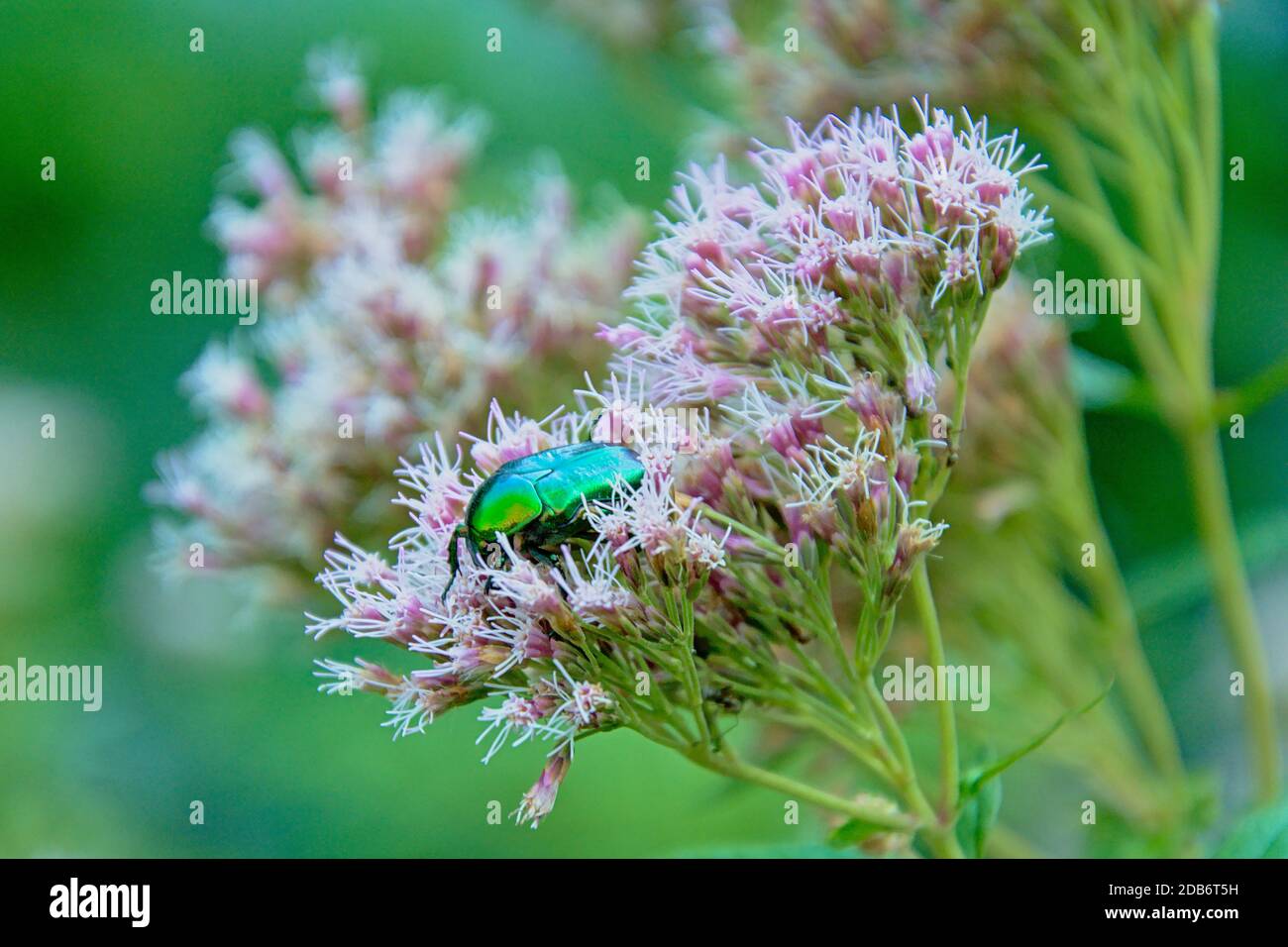 Metallischer grüner Skarabäus auf einer weichen rosa Hanf-Agrimony-Blume sitzend, selektiver Fokus - Calomacraspis splendens / Eupatorium cannabinum Stockfoto