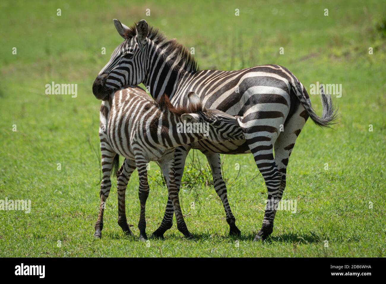 Ebenen Zebra steht im Gras als Pflegefoal Stockfoto