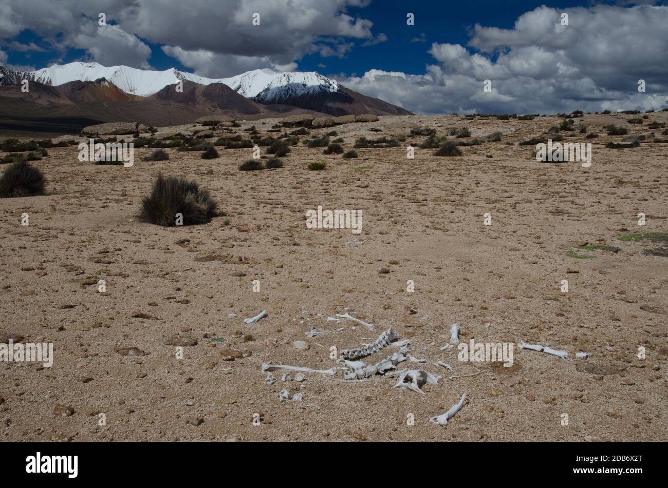 Vicuna Vicugna vicugna Skelettreste. Lauca Nationalpark. Arica y Parinacota Region. Chile. Stockfoto