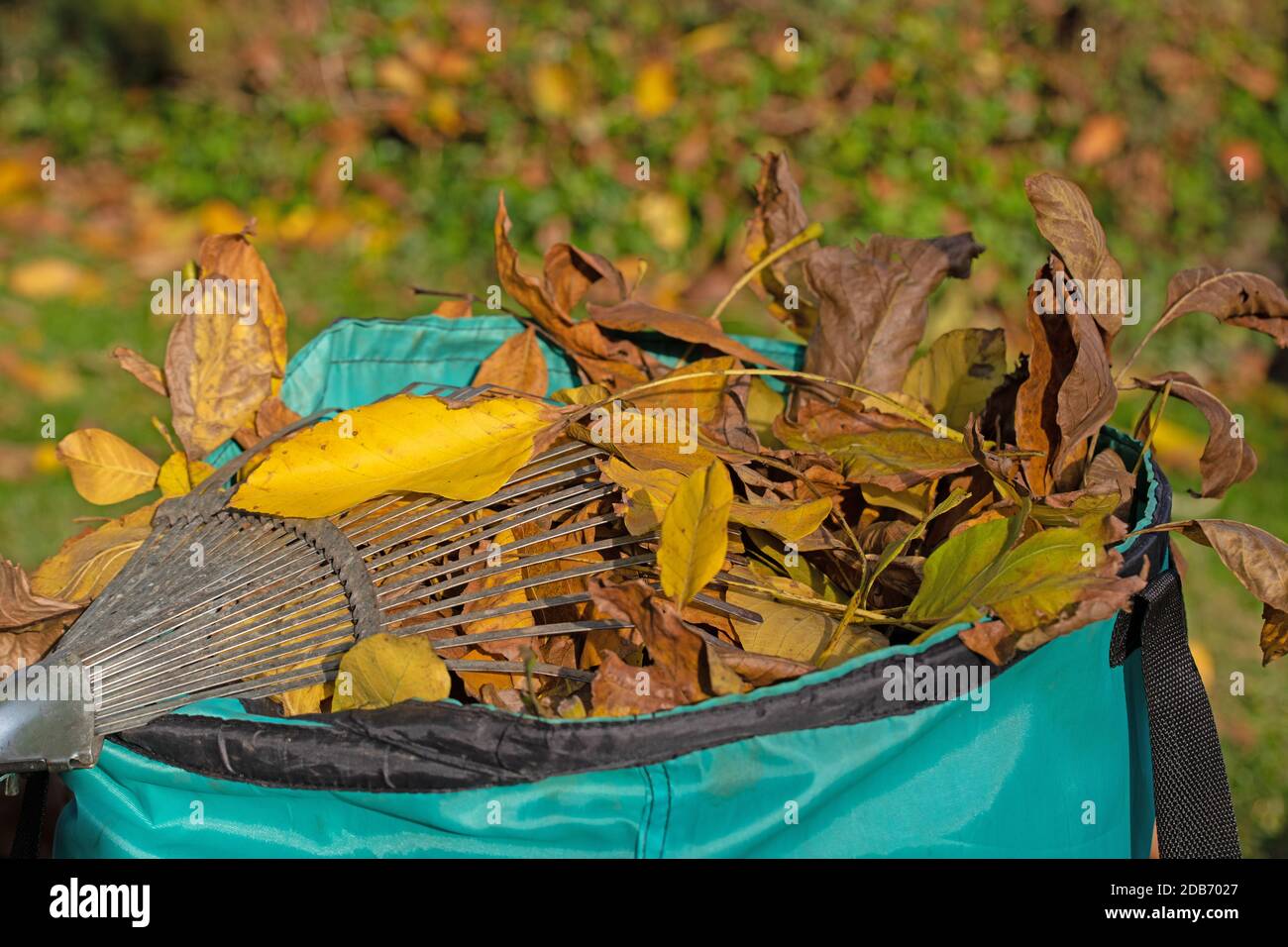 Herbstblätter im Müllbeutel mit einem Laubrechen Stockfoto