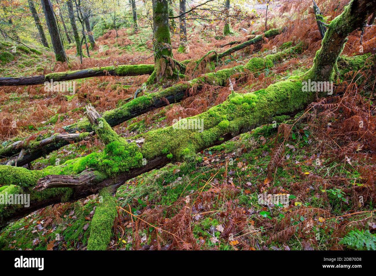 Ein moosbedeckter gefallener Baum im Herbstwald bei Colwyth in der Nähe von Ambleside, Lake District, Großbritannien. Stockfoto