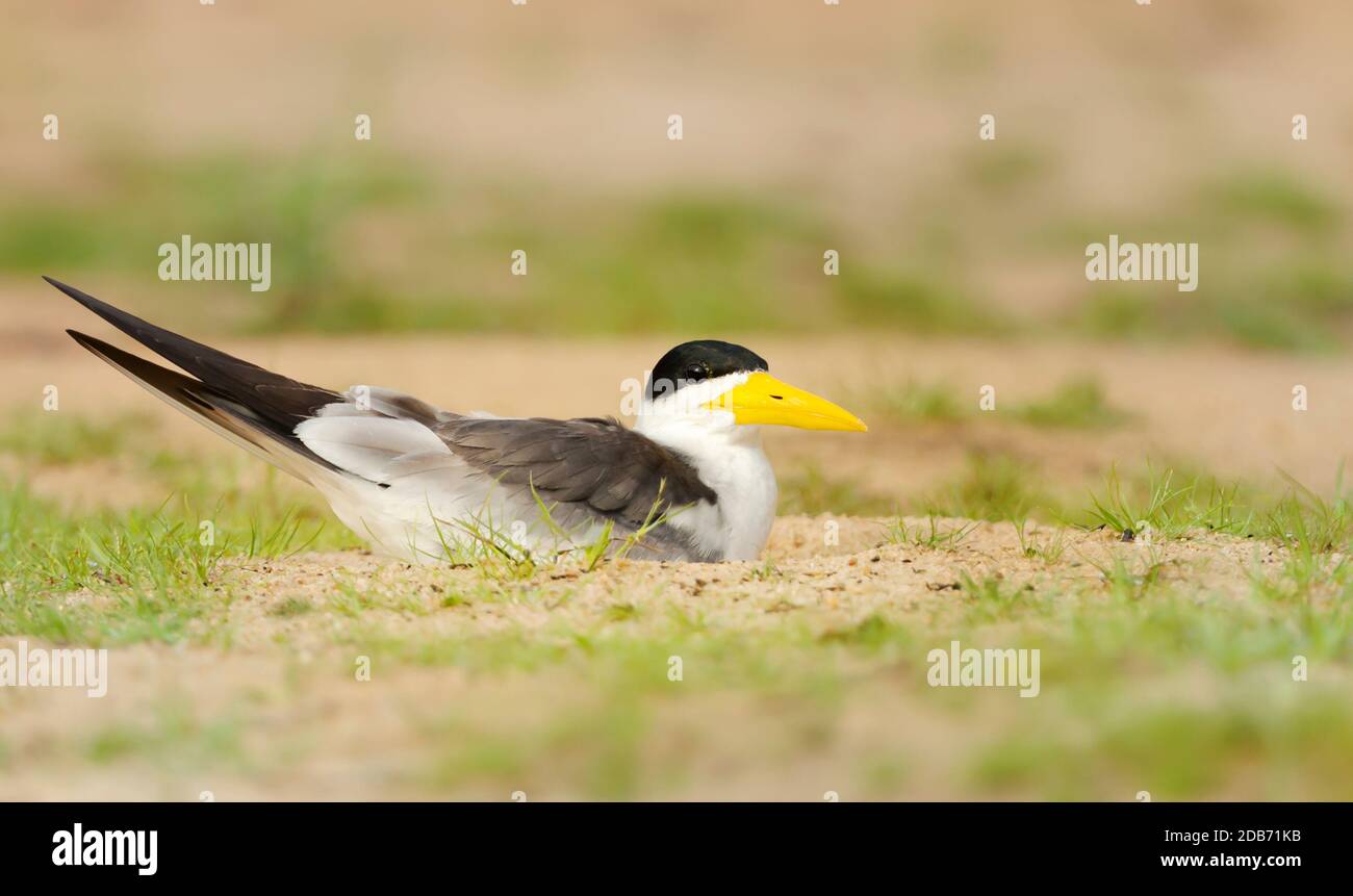 Nahaufnahme einer Gelbschnabelseeschwalbe, die auf einem sandigen Flussufer liegt, Pantanal, Brasilien. Stockfoto