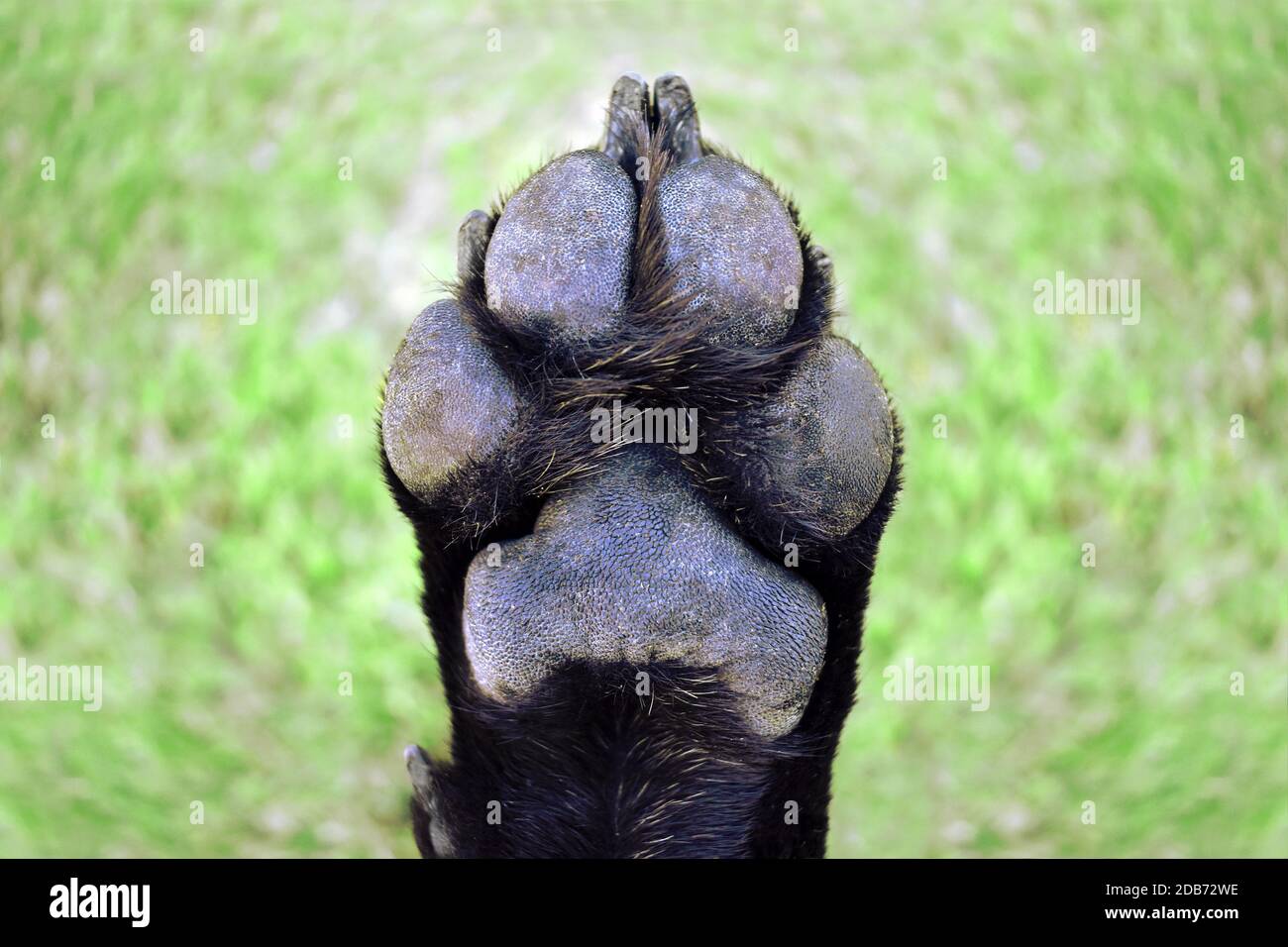 Fußpolster für Hundepfote Stockfoto