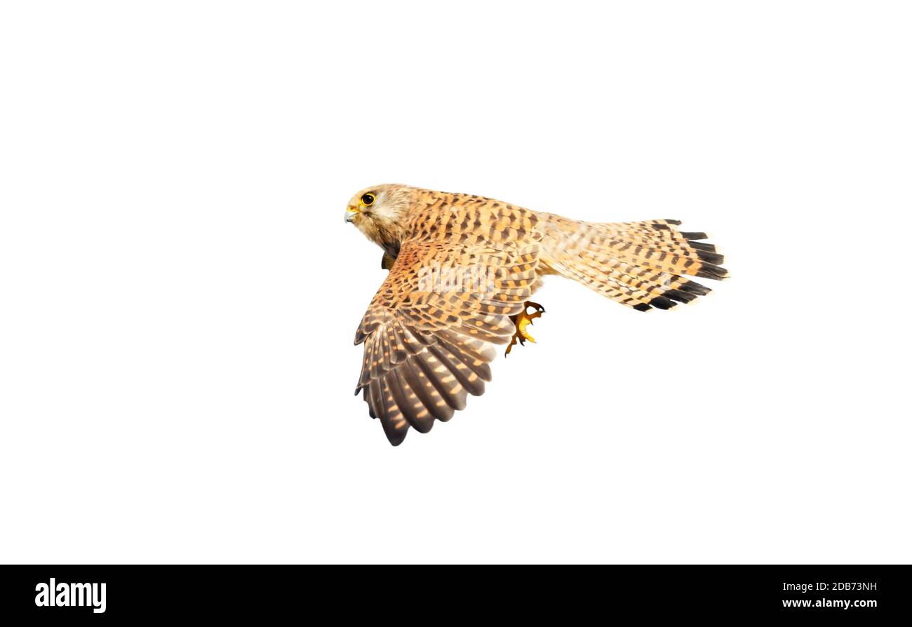 Nahaufnahme eines gemeinen Turmfalken im Flug vor klarem weißen Hintergrund. Stockfoto