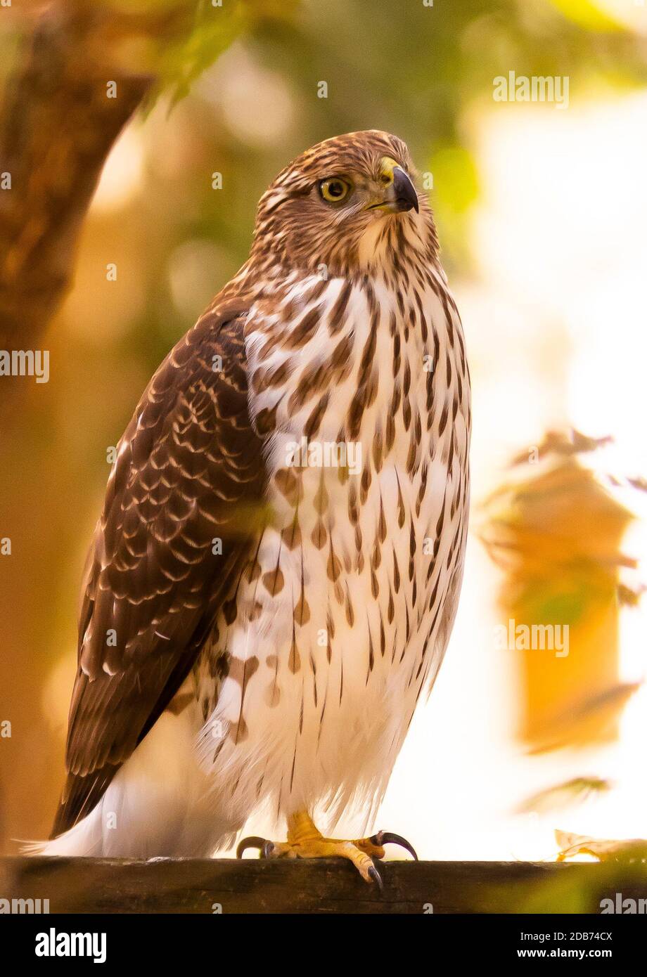 ARLINGTON, VIRGINIA, USA, 9. OKTOBER 2020 - Juvenile Cooper's Hawk thront auf einem Zaun in einem Wohnviertel. Accipiter cooperii Stockfoto