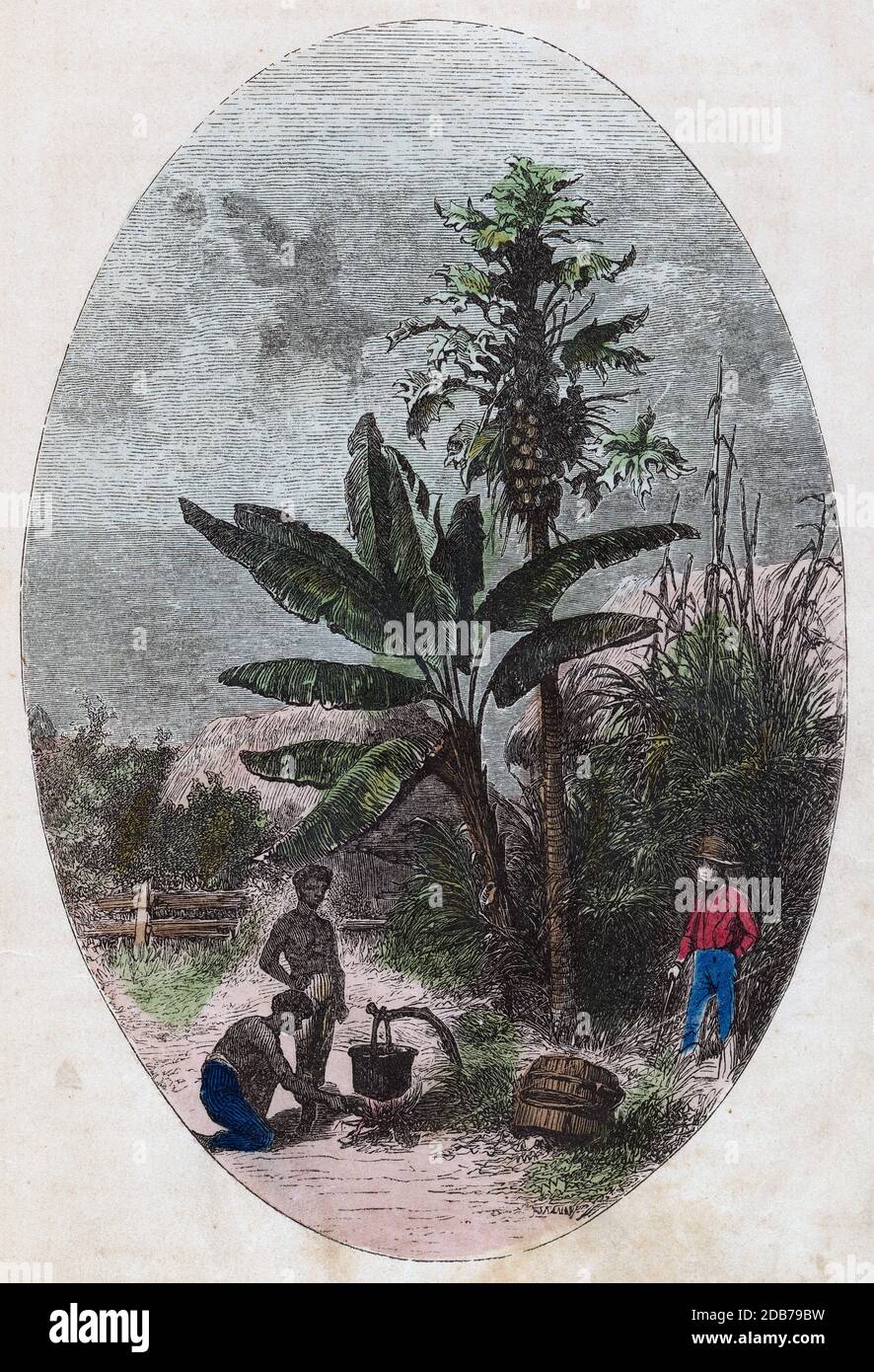 Antike c1890 Gravur, Szene der Westindischen Inseln. QUELLE: ORIGINALGRAVUR Stockfoto