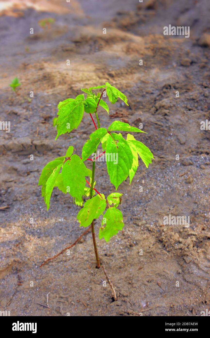 Acer Negundo. Eine Nahaufnahme des Ahornbaums, der auf dem Sand wächst. Stockfoto