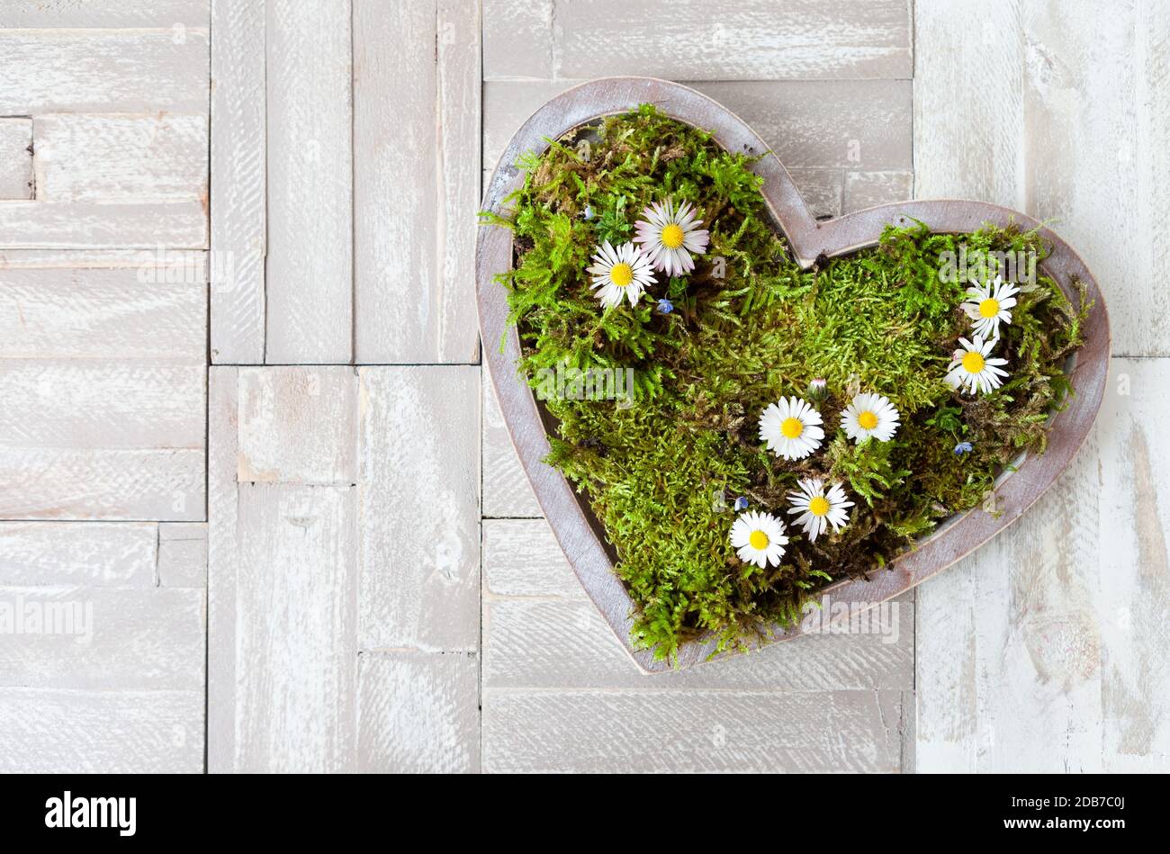 Herz mit Moos und kleinen Frühlingsblumen Stockfoto