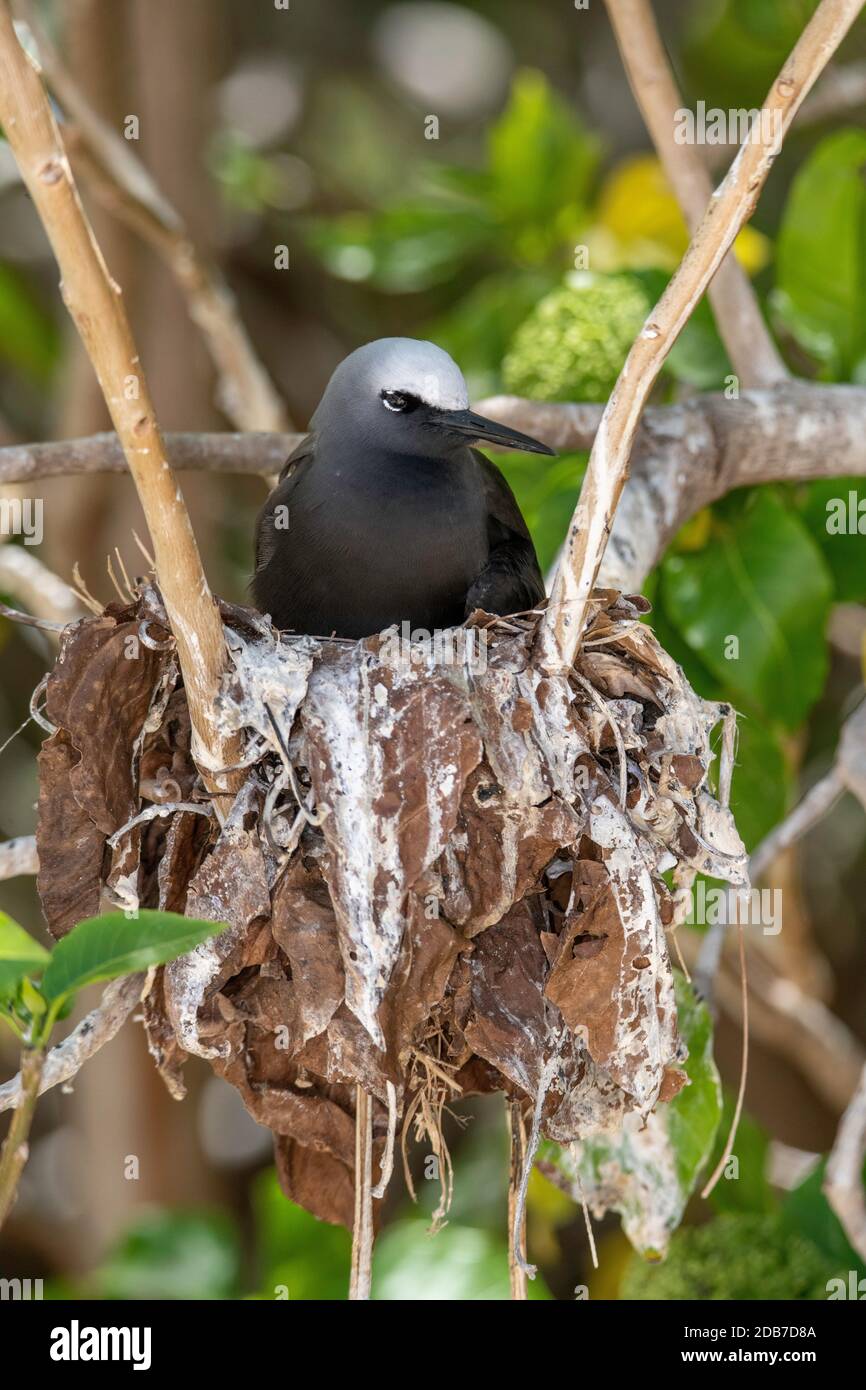 Black Noddy Anous minutus Lady Elliot Island, Queensland, Australien 9. November 2019 Erwachsener auf Nest. Laridae Stockfoto