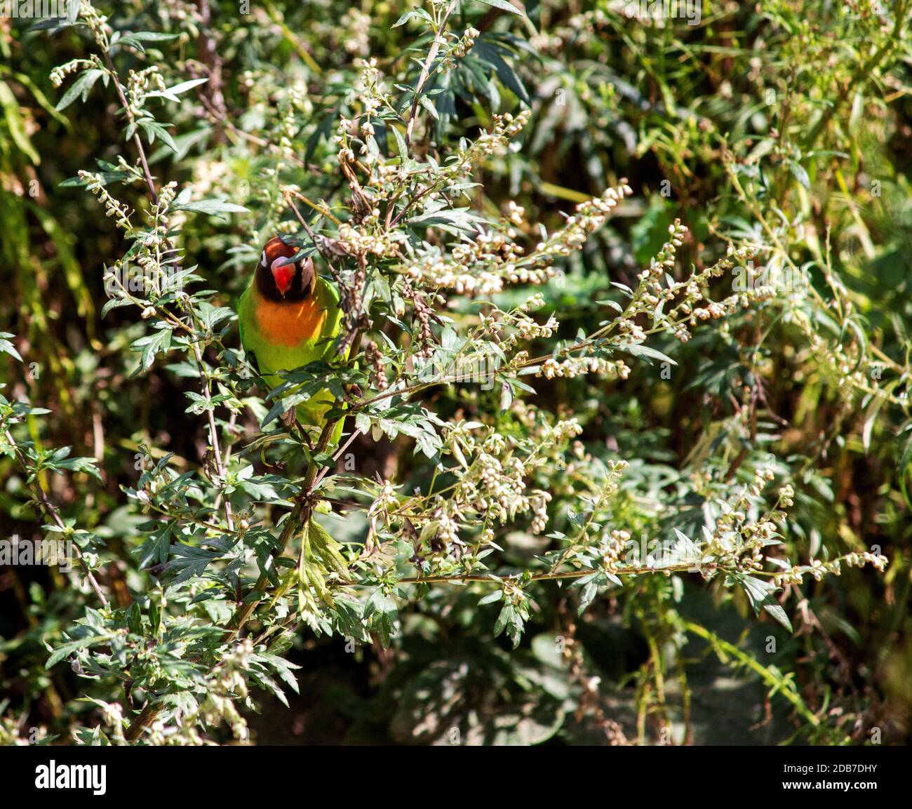 Der Schwarzkehlvogel ist eine kleine Papageienart der Gattung der Zwergtaucher, Agapornis nigrigenis Stockfoto