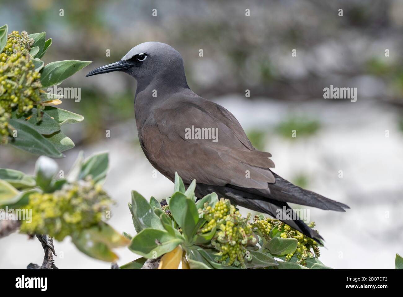 Brown Noddy Anous stolidus Lady Elliot Island, Queensland, Australien 9. November 2019 Erwachsene Laridae Stockfoto