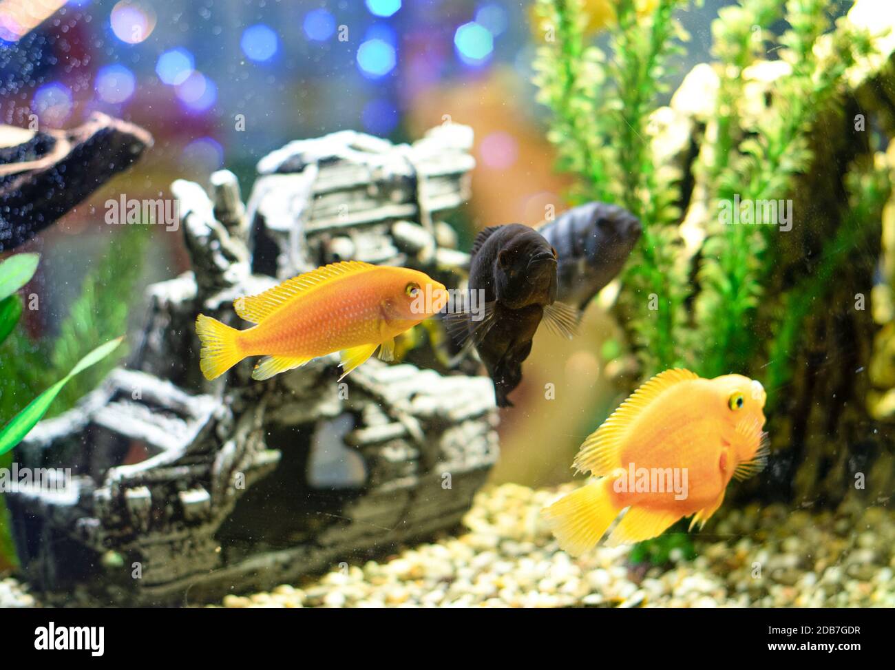 Goldfische in einem transparenten Aquarium-ein Aquarium, ein aquatischer Lebensraum unter künstlichem Licht. Schöne natürliche Hintergründe. Das Konzept Hobby. Stockfoto