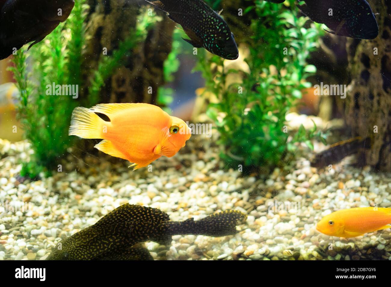 Goldfische in einem transparenten Aquarium-ein Aquarium, ein aquatischer Lebensraum unter künstlichem Licht. Schöne natürliche Hintergründe. Das Konzept Hobby. Stockfoto