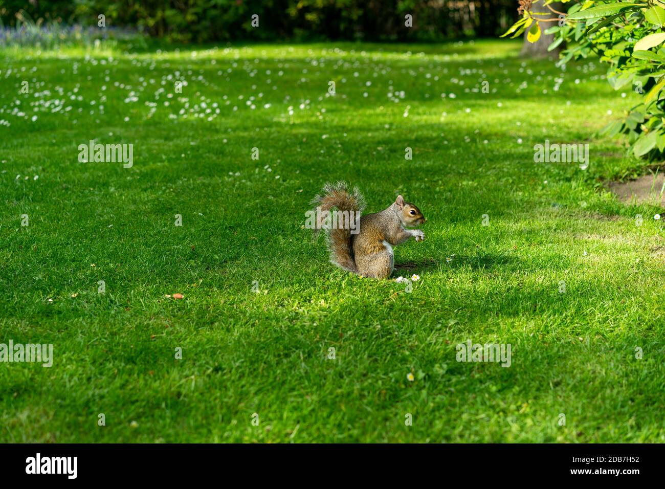 Eichhörnchen im Holland Park Stockfoto