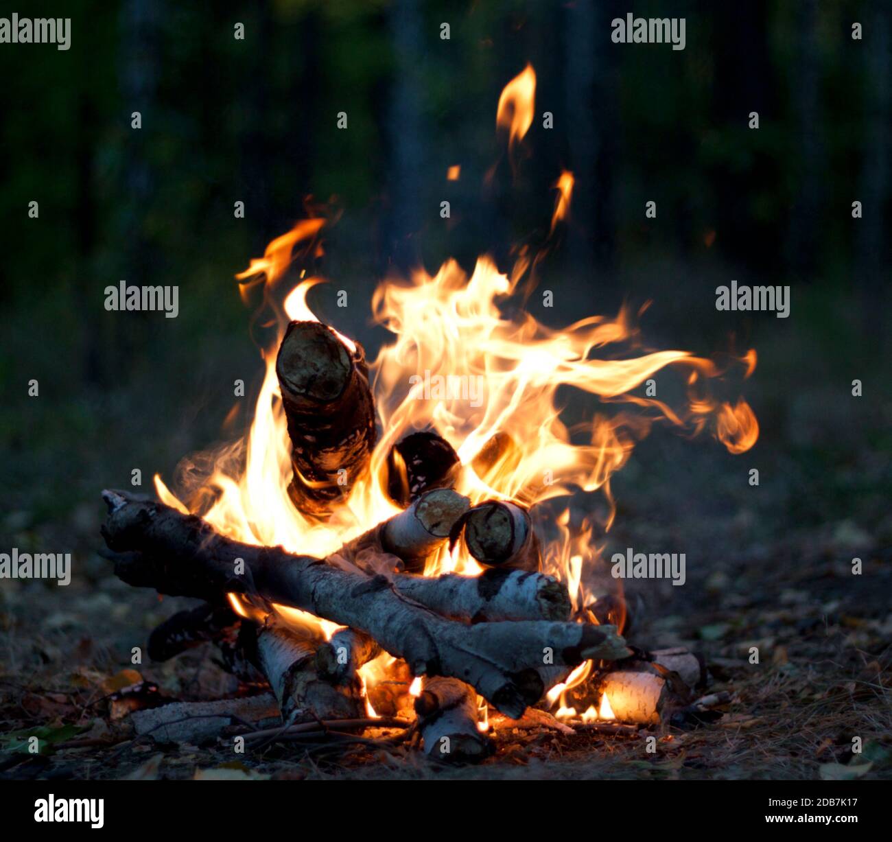 Das heiße Feuer der Birkenzweige im Wald Stockfoto