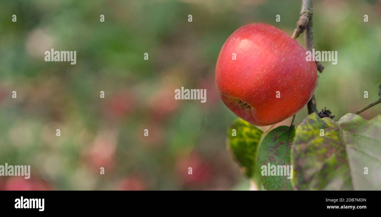 Roter Apfel an einem Zweig mit Blatt im Panorama-Format Stockfoto