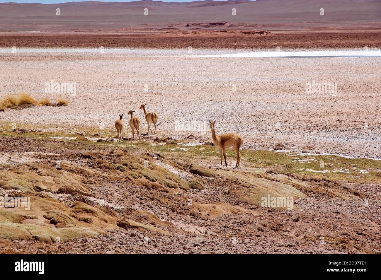 Vicunas am Ojos de Mar in der Nähe der Stadt Tolar Grande in Puna, Argentinien. Ojos de Mar ist eine Gruppe von kleinen Gewässern, die durch einen blauen Kolon gekennzeichnet sind Stockfoto