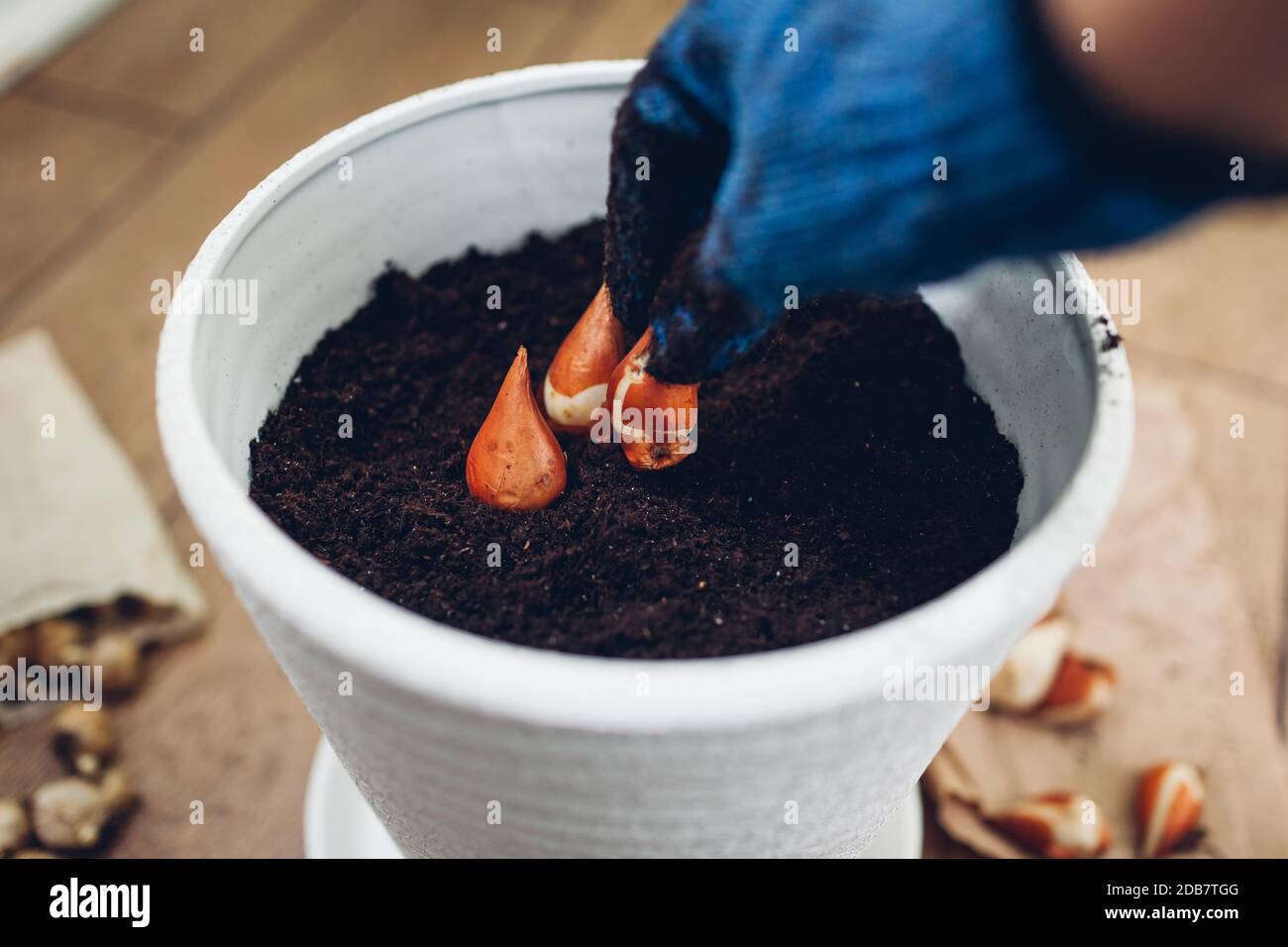 Gärtner Pflanzen Zwiebeln in Topf zu Hause. Tulpenbirnen wachsen im Container. Gartenarbeit im Herbst Stockfoto