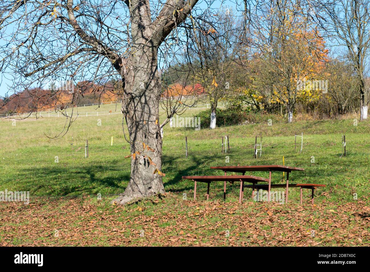 Bänke und Tisch unter dem Walnussbaum in der Herbstsaison, sonniger Tag mit bunten Blättern auf den Bäumen. Leere Bank auf dem Feld. Slowakei Stockfoto