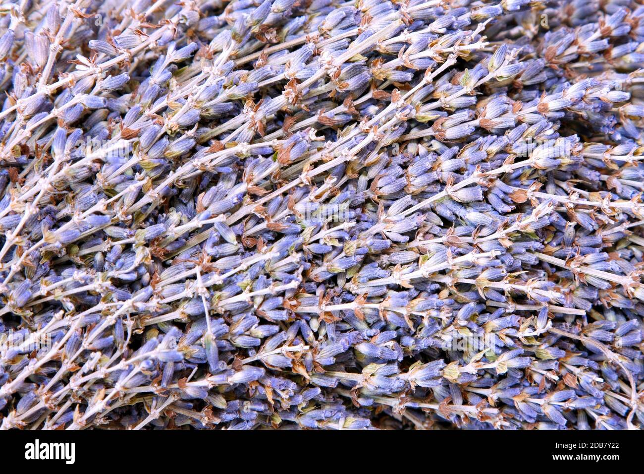 Großer Strauß von frischem flieder Lavendel Blumen Stockfoto