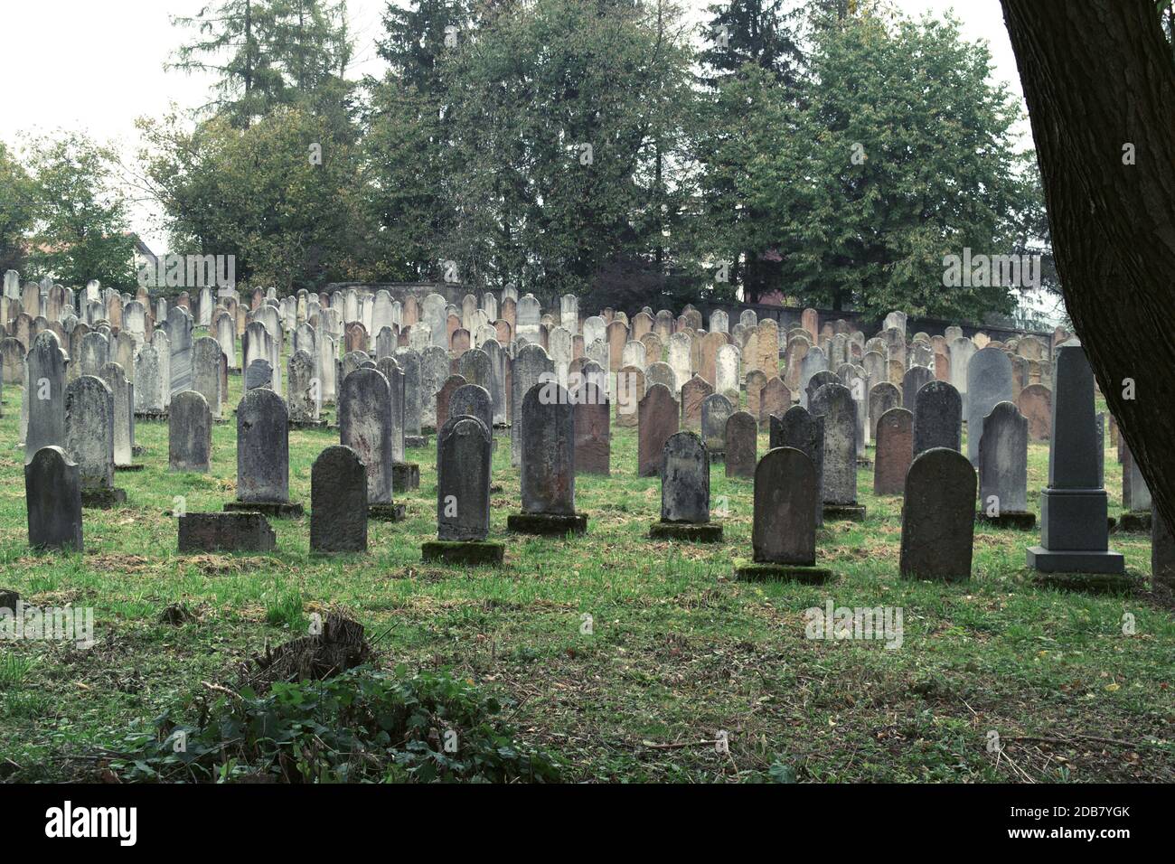 Alter jüdischer Friedhof mit Grabsteinen in der Slowakei, Bardejov Stadt. Bedecktem schattigen Tag fördern traurige Gefühle an diesem Ort. Juden waren hier eine große Gemeinschaft. Stockfoto