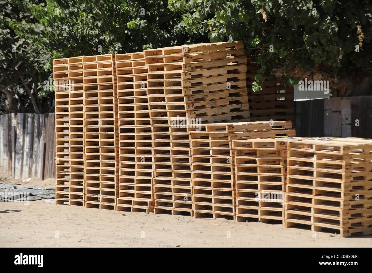 Neue Holzpaletten im Obstgarten für den Einsatz während Pecan gestapelt Ernte in Zentral-Kalifornien während einer Dürre Stockfoto