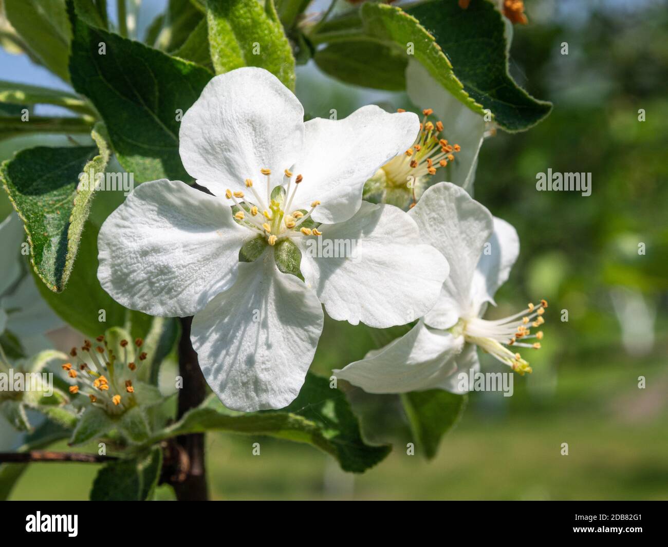 Weiße Kirschblüte. Blühender Kirschzweig auf einem Hintergrund aus grünen Blättern. Ein grüner Obstgarten im Hintergrund. Stockfoto