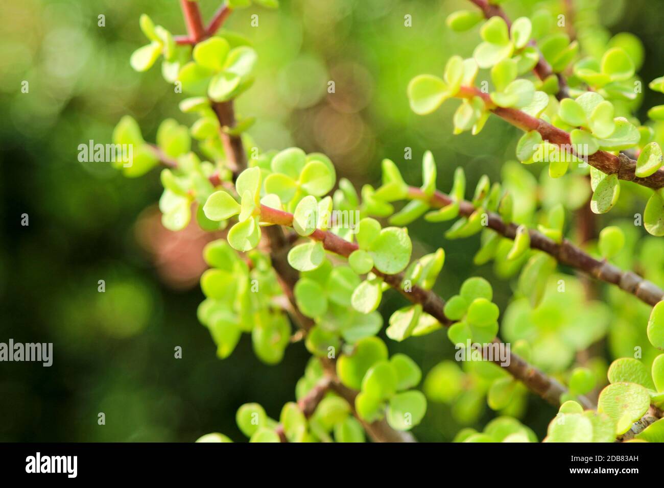 Schöne Portulacaria Afra, Elefant Büsche unter der Sonne Stockfoto