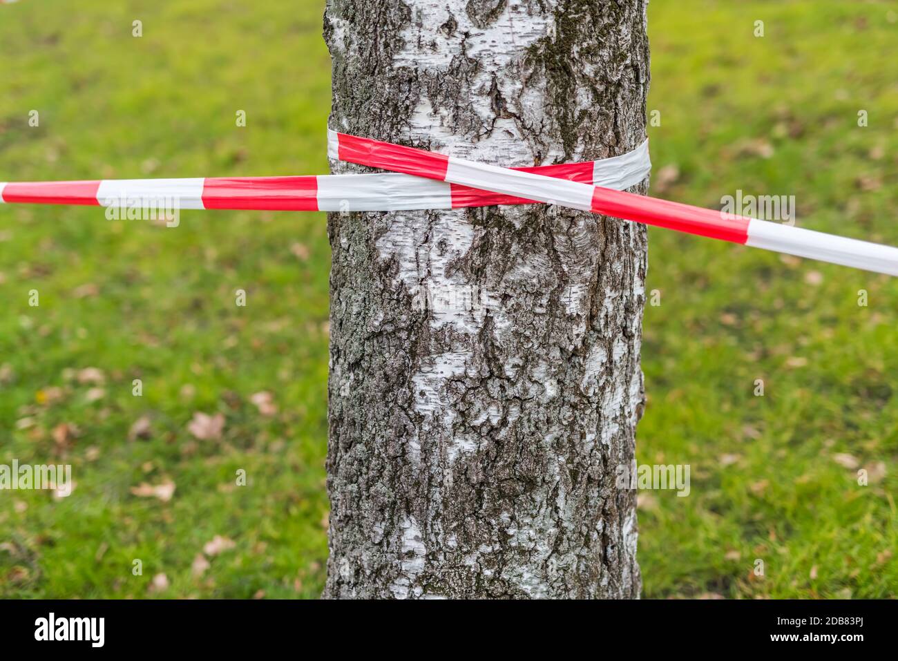 Sperrband auf einer Birke mit einer Wiese Der Hintergrund Stockfoto