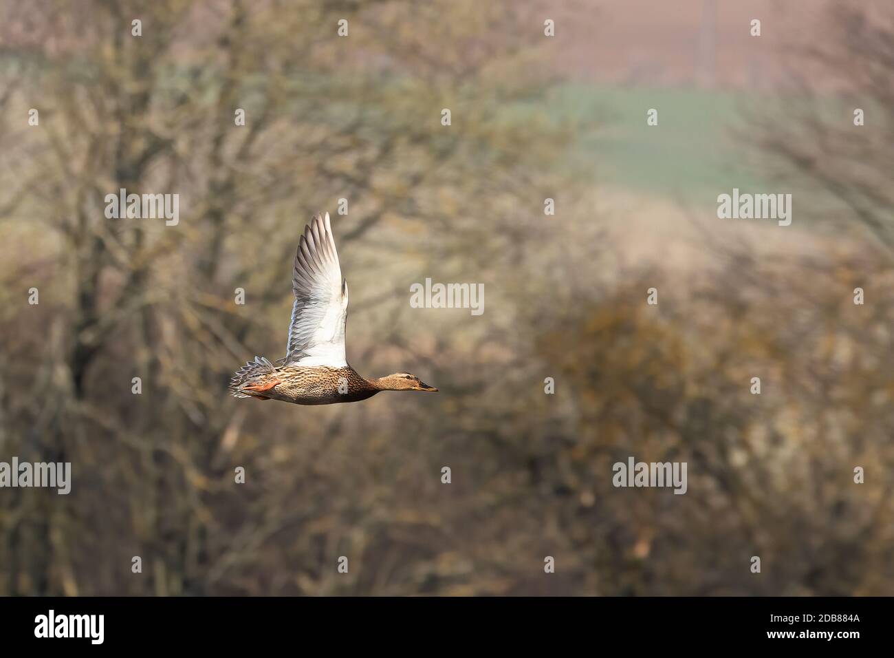 Fliegende Ente über den Teich, wilder Vogelmallard (Anas platyrhynchos) auf dem Land. Tschechische Republik, europäische Tierwelt Stockfoto