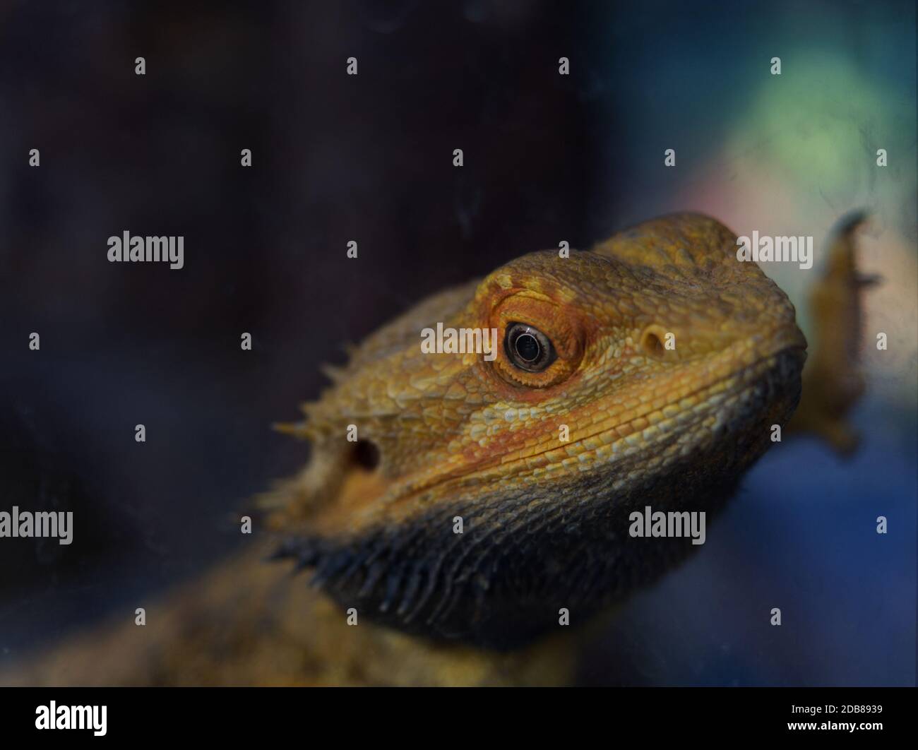 Ein Reptilientier in einem Zoo, der sich auf das Auge konzentriert Stockfoto